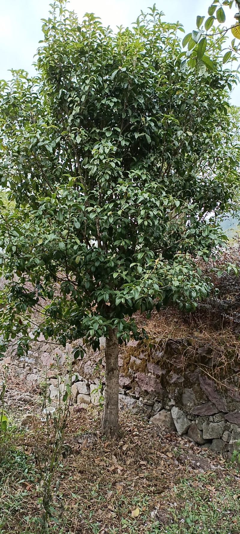 四季桂花