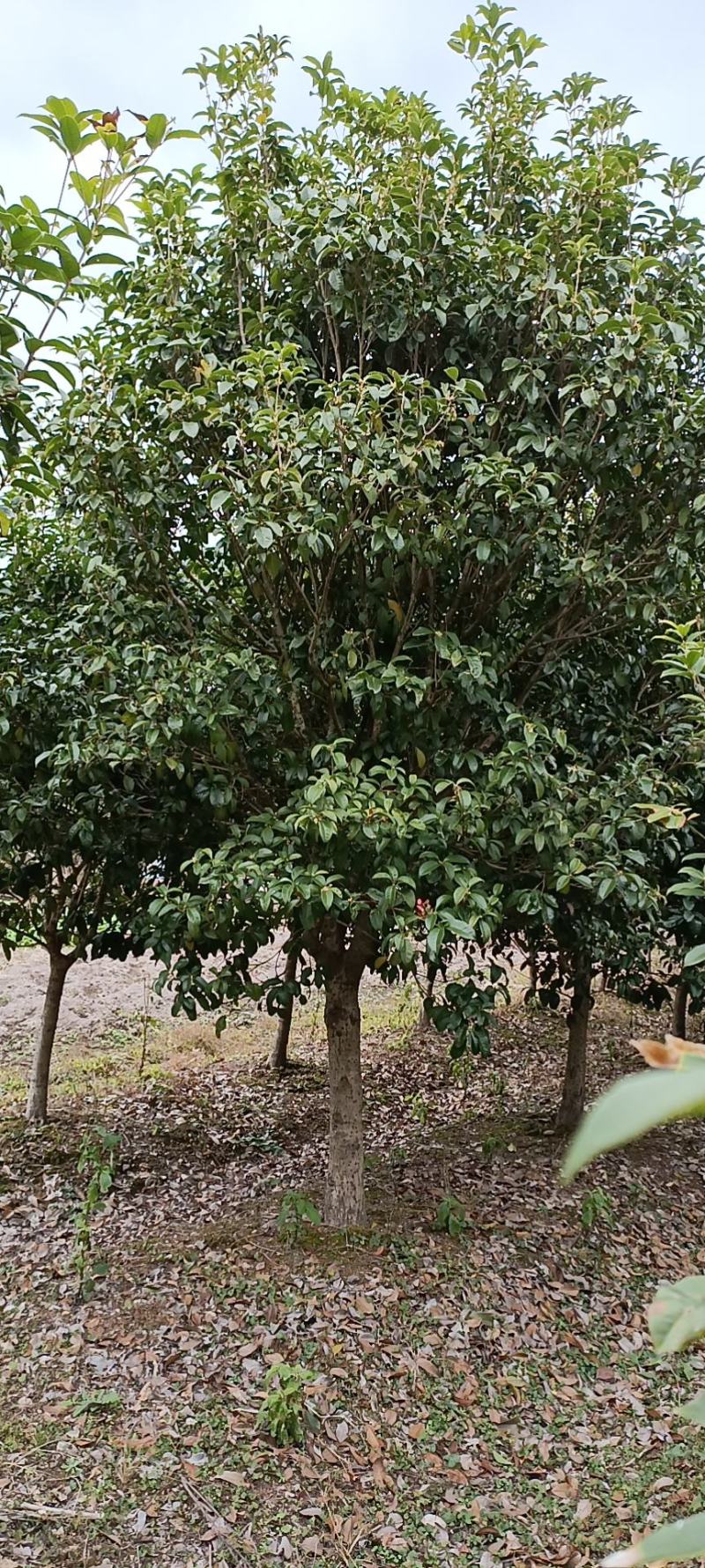 四季桂花