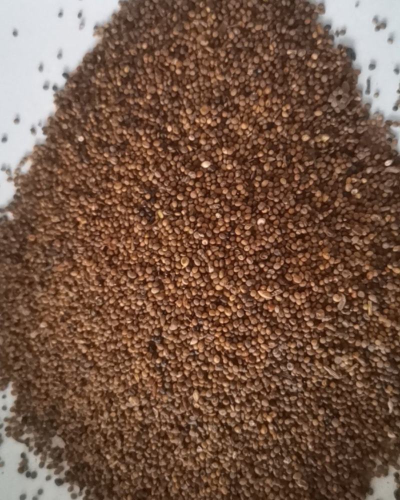 水洗内蒙菟丝子，一手货源，质量保证，诚信第一。