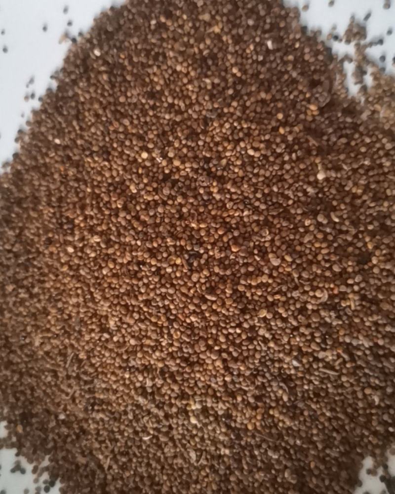 水洗内蒙菟丝子，一手货源，质量保证，诚信第一。