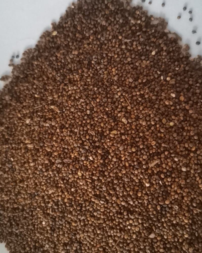 水洗内蒙菟丝子，一手货源，质量保证，诚信第一。