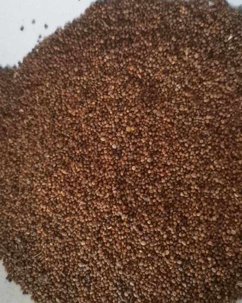 水洗内蒙菟丝子，一手货源，质量保证，诚信第一。