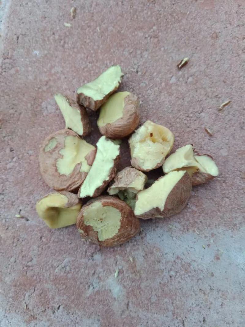现有30吨油茶料出售，饱满颗粒大出油率高，价格实惠，
