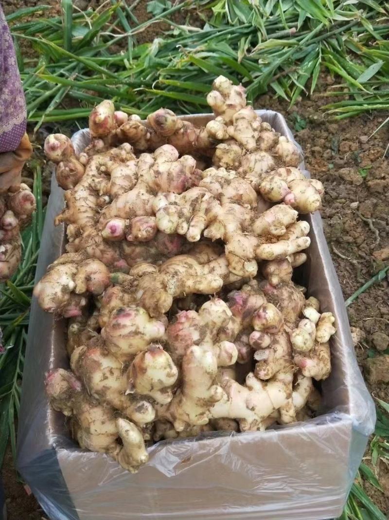 广西大肉姜