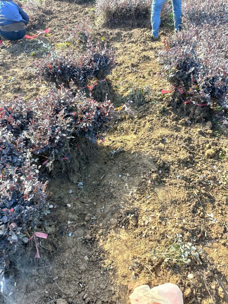 湖北精品红继木裸根苗杯苗红檵木球出售品质保证