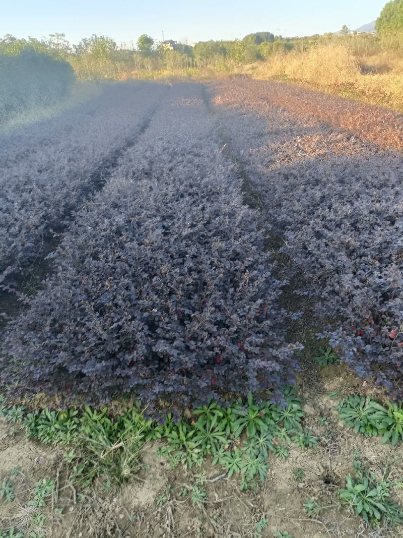 湖北精品红继木裸根苗杯苗红檵木球出售品质保证