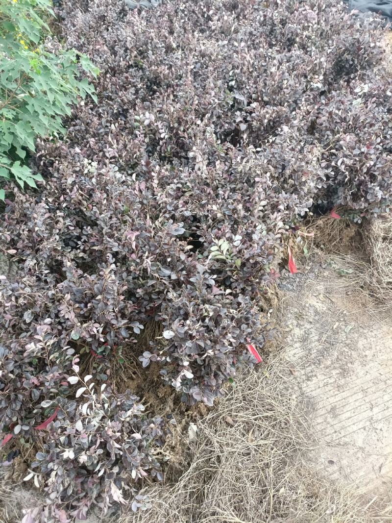 湖北精品红继木裸根苗杯苗红檵木球出售品质保证