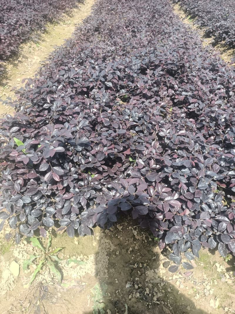 湖北精品红继木裸根苗杯苗红檵木球出售品质保证