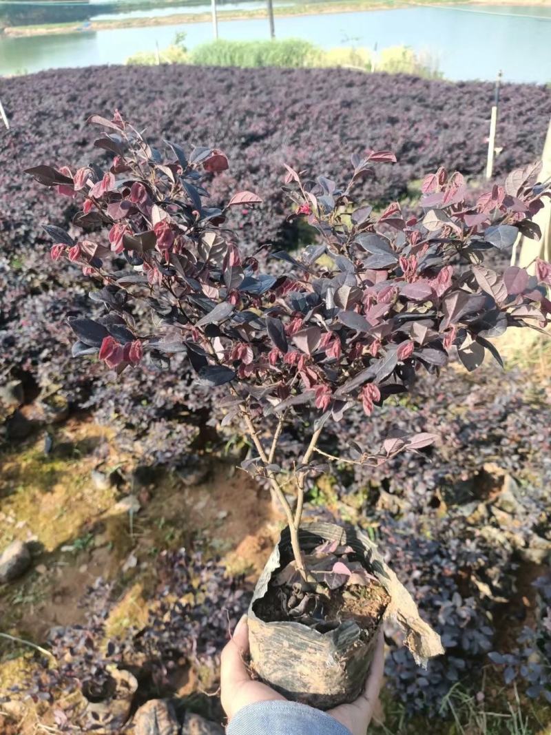 湖北精品红继木裸根苗杯苗红檵木球出售品质保证