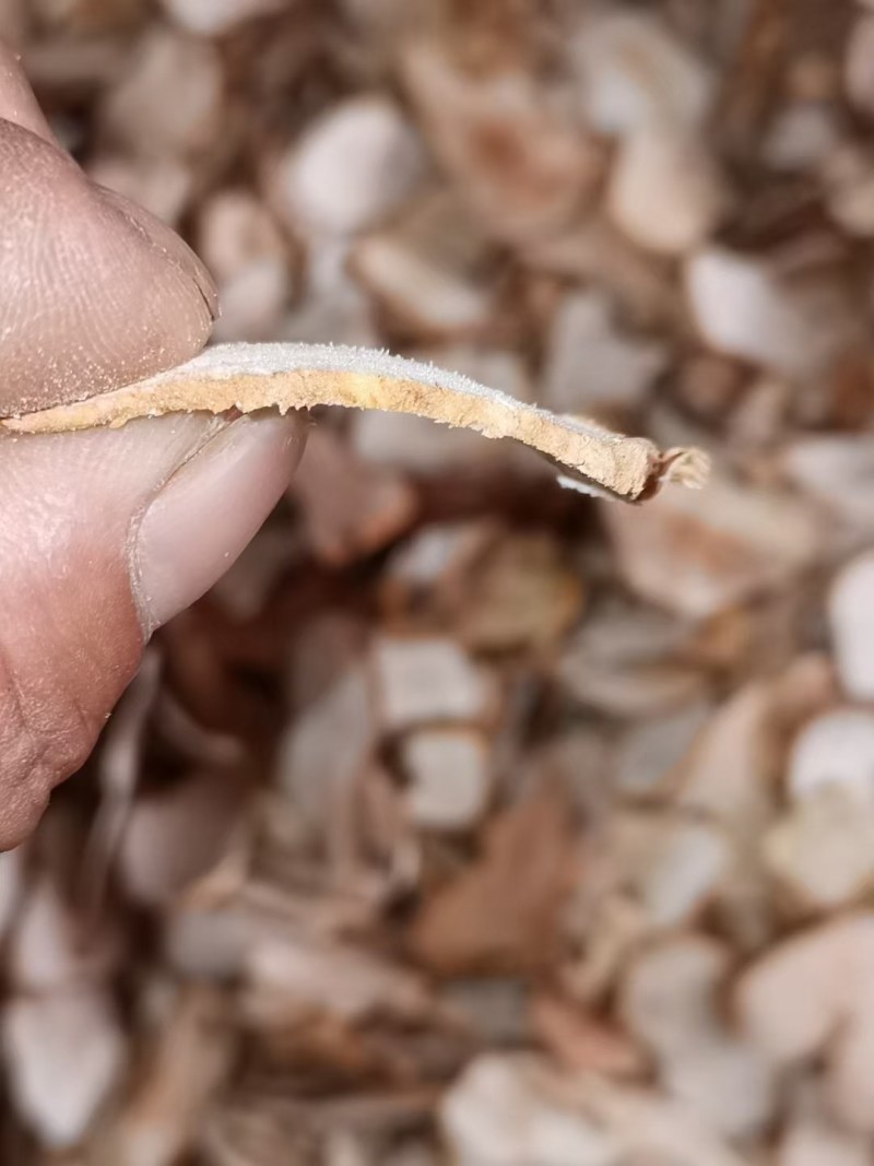 粤北野生土茯苓干片，无硫，电炉烤干，自然色，粉质、甘甜