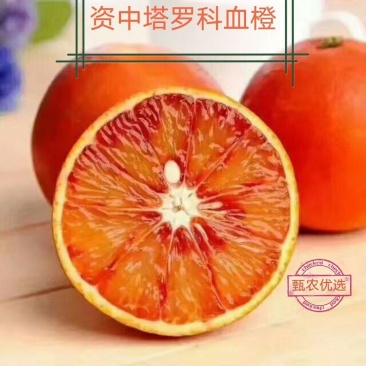 资中血橙塔罗科晚熟8号橙塔罗科鲜果上市产地供应
