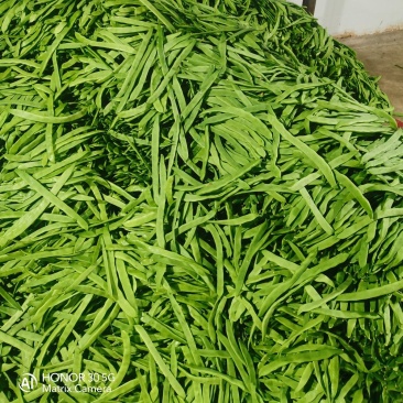 扁豆，扁青芸豆，精品货，电商货赶集货大量供应