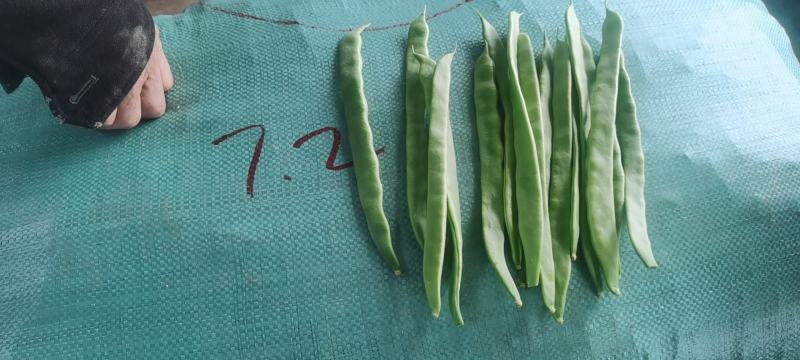扁豆，扁青芸豆，精品货，电商货赶集货大量供应