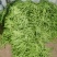 扁豆，扁青芸豆，精品货，电商货赶集货大量供应