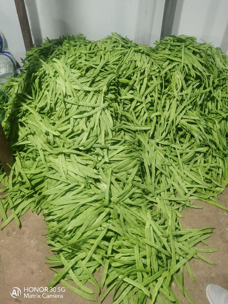 扁豆，扁青芸豆，精品货，电商货赶集货大量供应