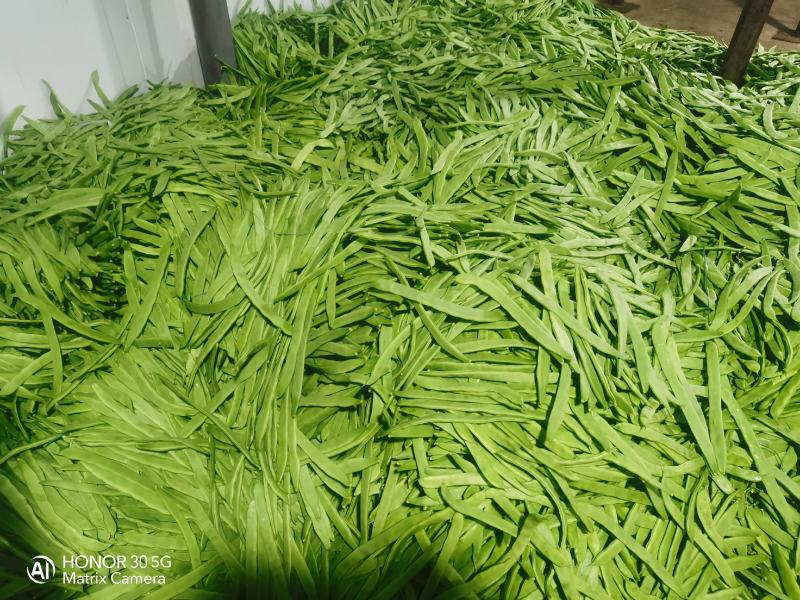 扁豆，扁青芸豆，精品货，电商货赶集货大量供应