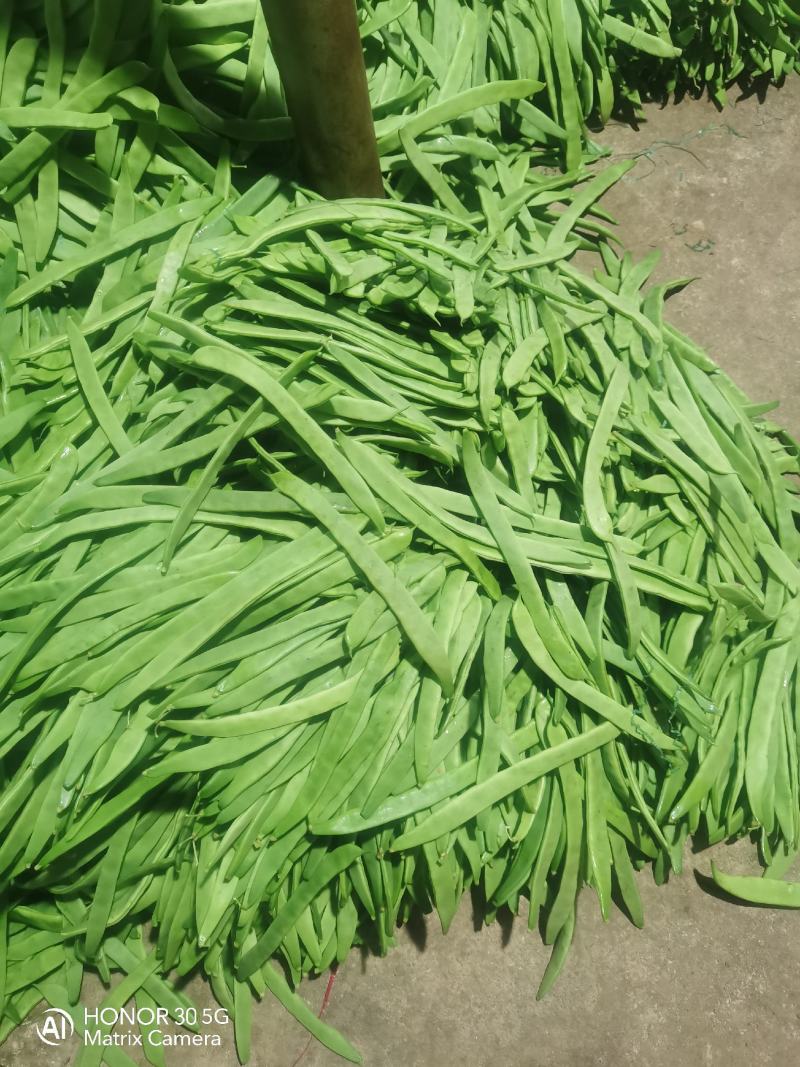 扁豆，扁青芸豆，精品货，电商货赶集货大量供应