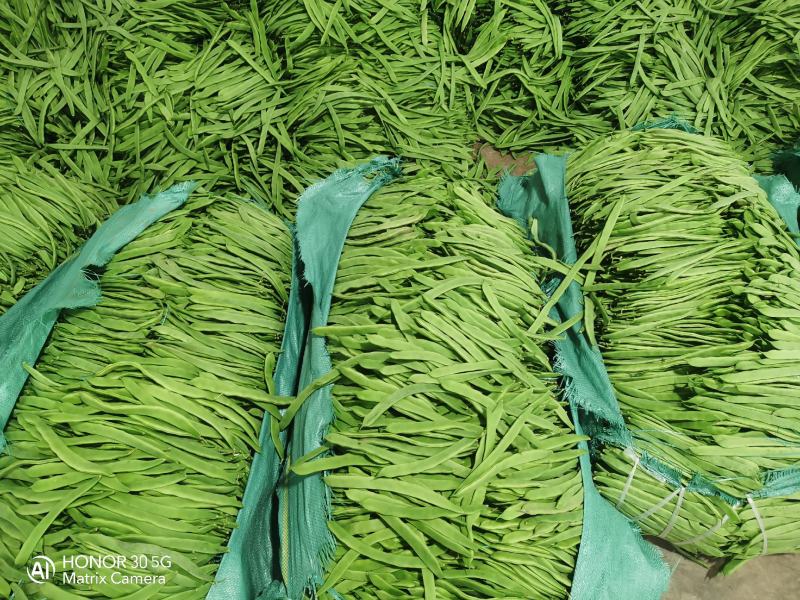 扁豆，扁青芸豆，精品货，电商货赶集货大量供应