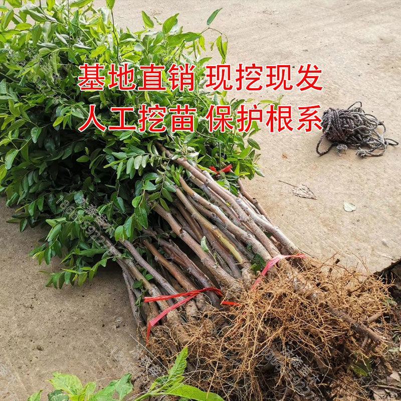 枣树苗，山西太谷胡平枣树苗，现挖现发，基地直销，成活率高