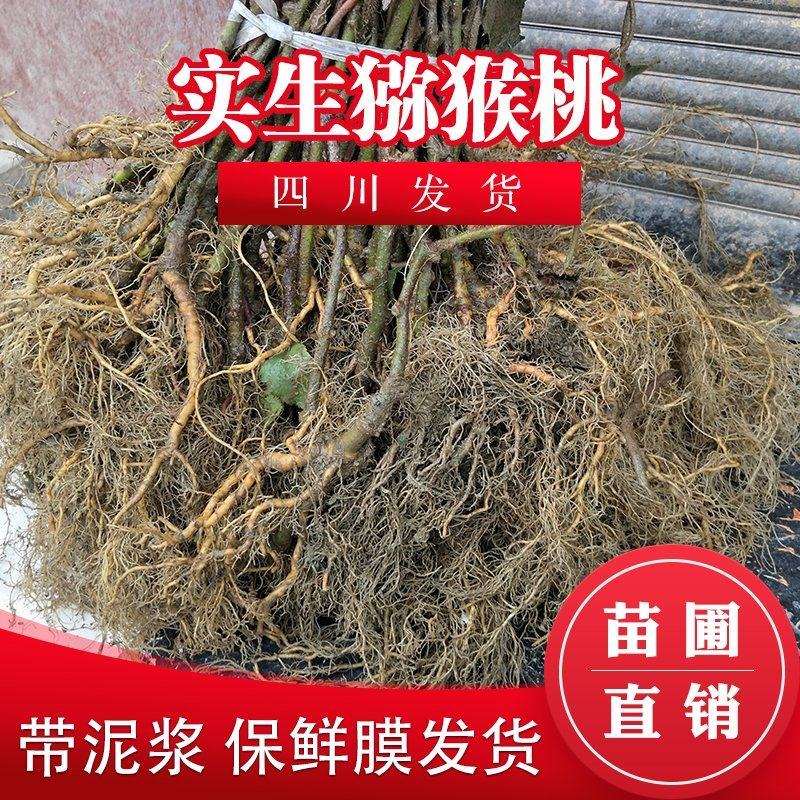 猕猴桃实生苗野生猕猴桃树苗母本未嫁接猕猴桃直生苗砧木