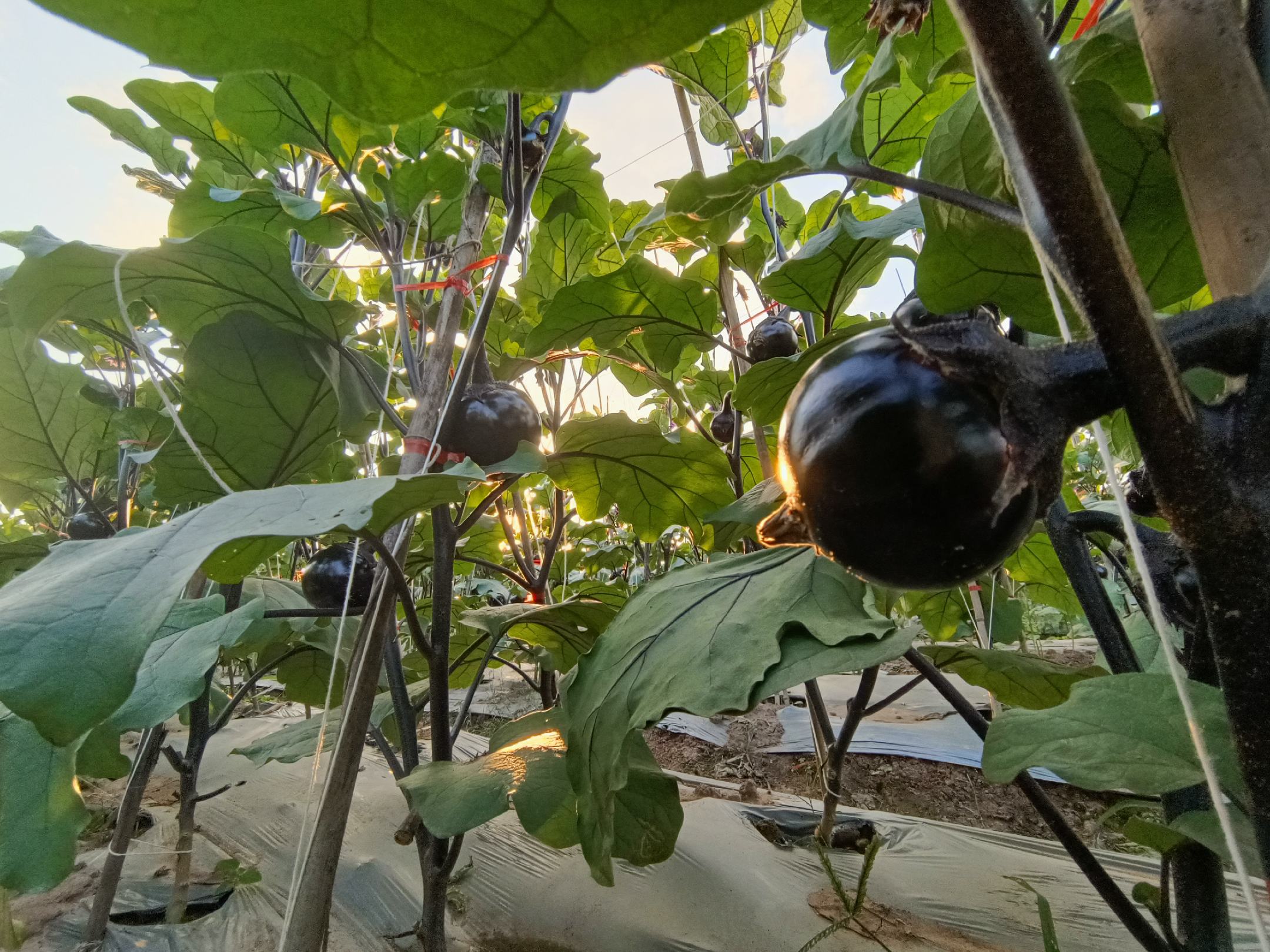 河北圆茄种植基地航拍图