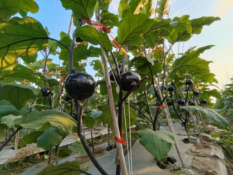 精品茄子圆茄子量大从优一手货源诚信经营质量保障视频看货