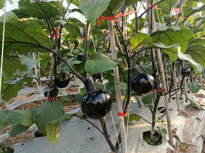 精品茄子圆茄子量大从优一手货源诚信经营质量保障视频看货