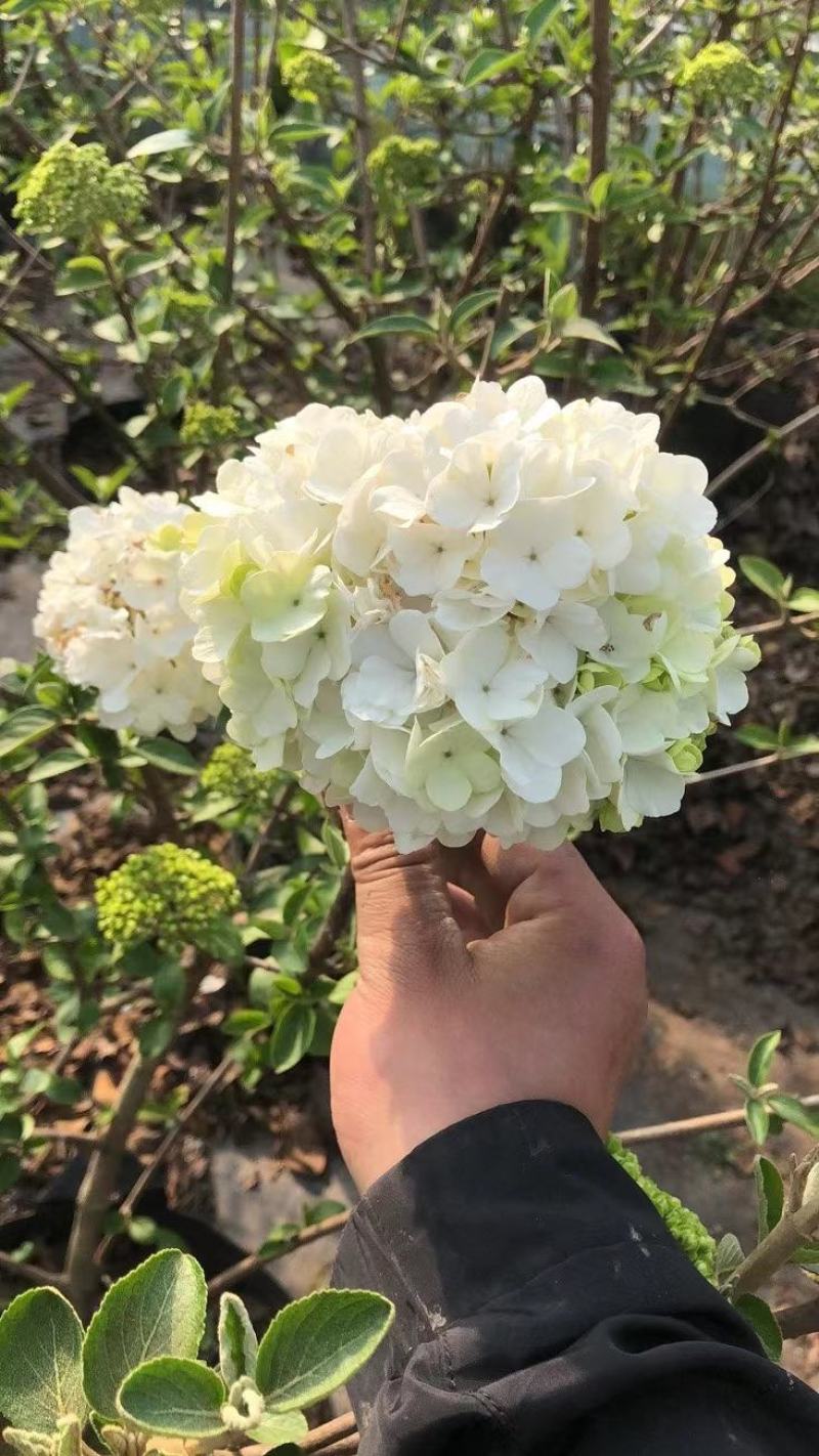 中华木绣球宿迁沭阳基地直供无中间商有需要的联系我