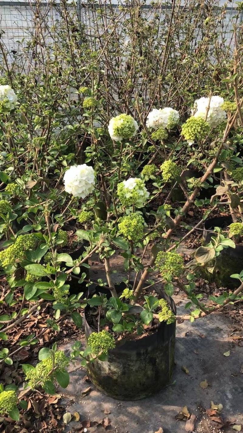 中华木绣球宿迁沭阳基地直供无中间商有需要的联系我
