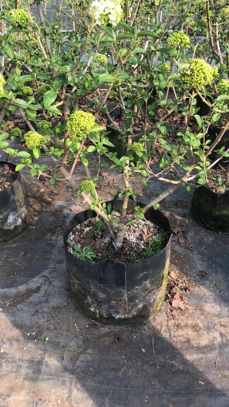 中华木绣球宿迁沭阳基地直供无中间商有需要的联系我