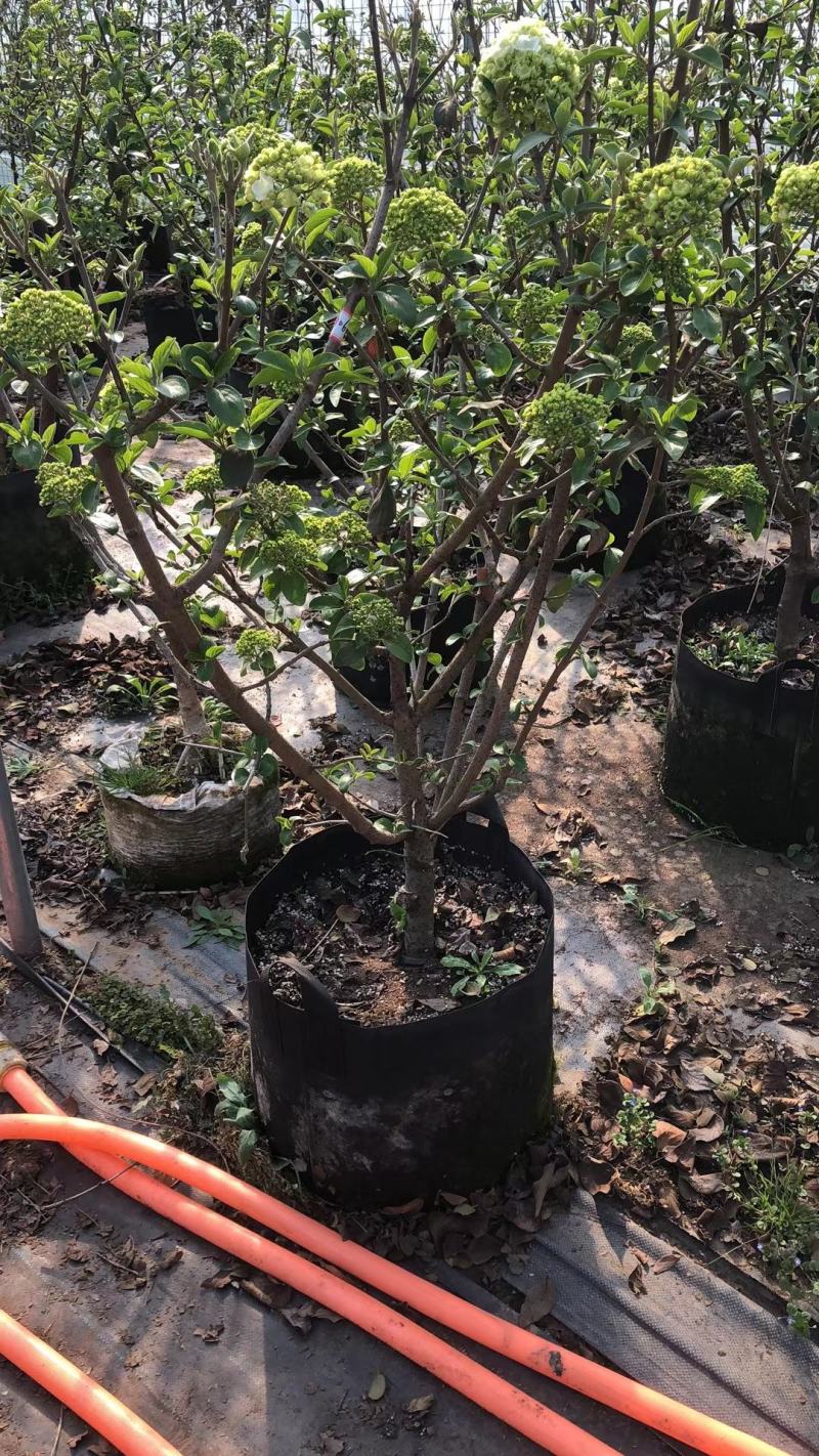 中华木绣球宿迁沭阳基地直供无中间商有需要的联系我