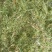 青储饲料，青贮料，贵州牧草料，甜象草料，皇竹草欢迎采购，