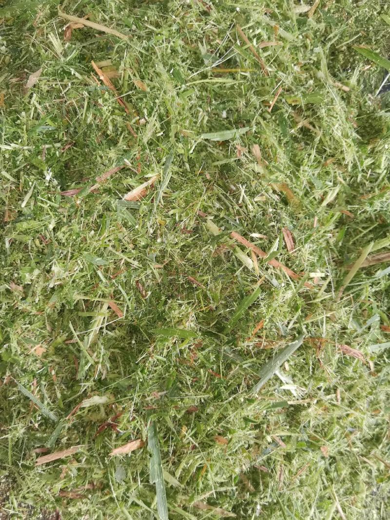 青储饲料，青贮料，贵州牧草料，甜象草料，皇竹草欢迎采购，