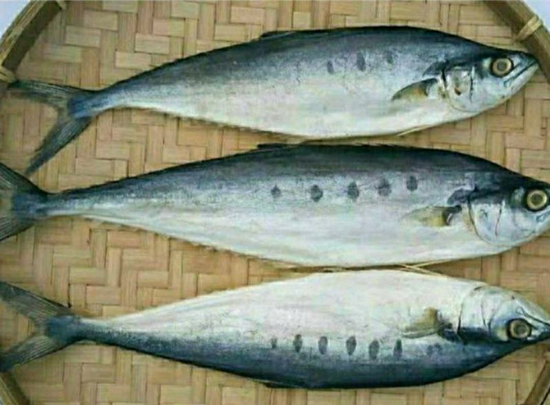 鲅鱼干马鲛鱼干渔民自晒的海鲜干货鲜香美味