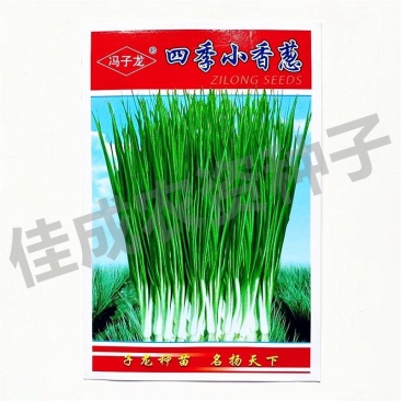 四季小葱种子，500克