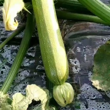 西葫芦