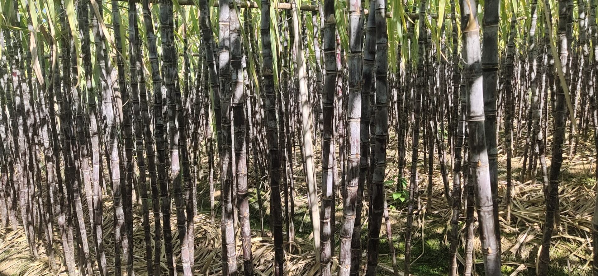 一堆新鲜采摘的黑皮甘蔗整齐地堆放在木制货车上,甘蔗表皮呈深紫黑色,表面有自然白霜,阳光照射下泛着光泽,背景为乡村集市环境,旁边有农民正在削皮销售 黑皮甘蔗堆叠摆放特写