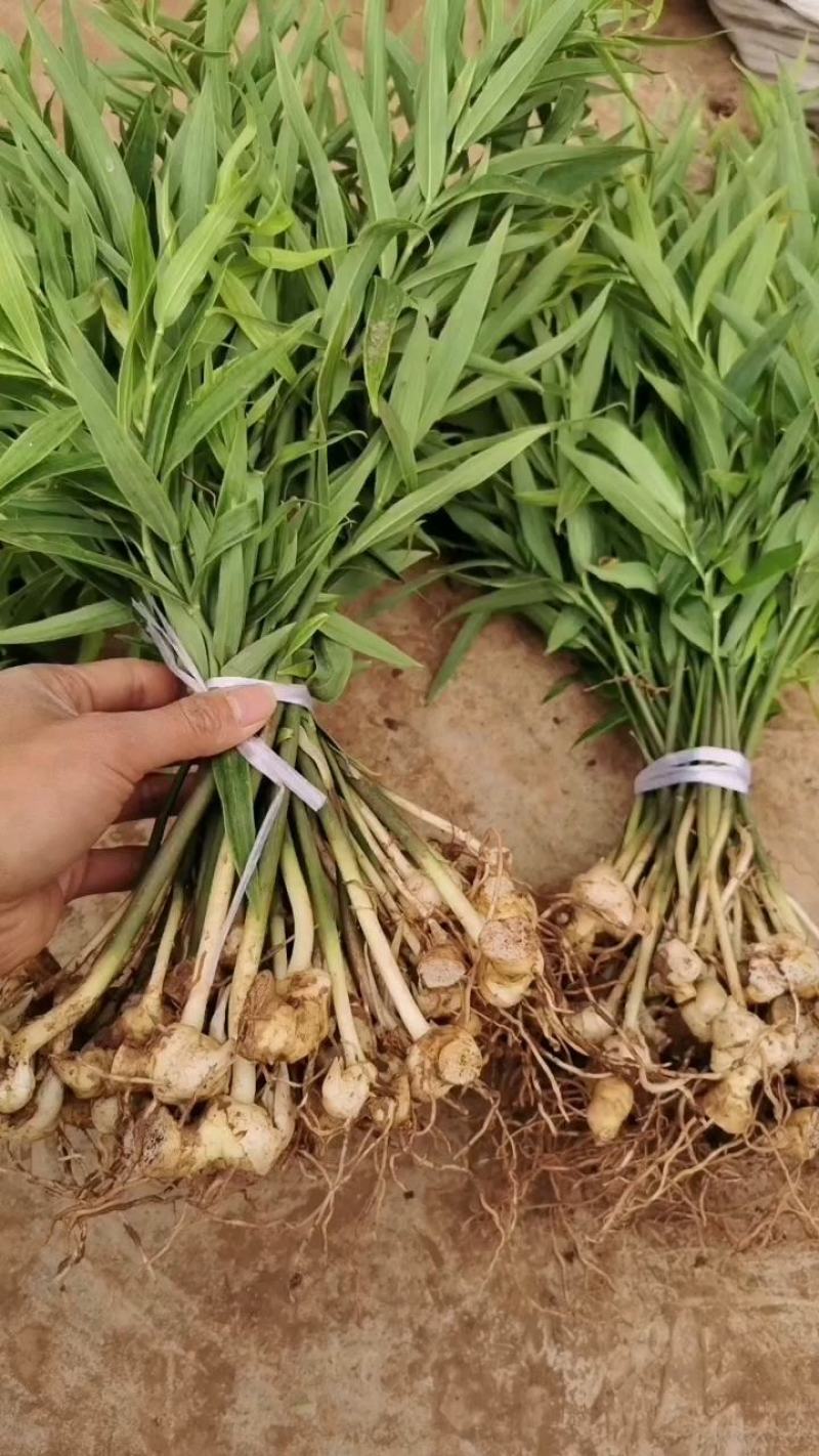 【精品】多花姜型不倒苗黄精籽育苗，量大从优，基地直供