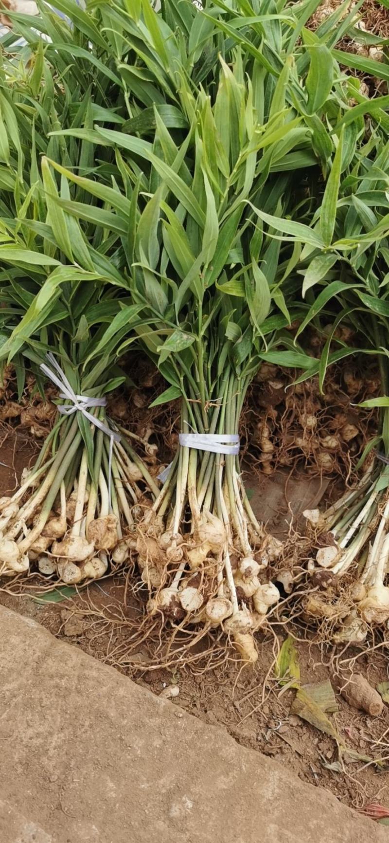 【精品】多花姜型不倒苗黄精籽育苗，量大从优，基地直供