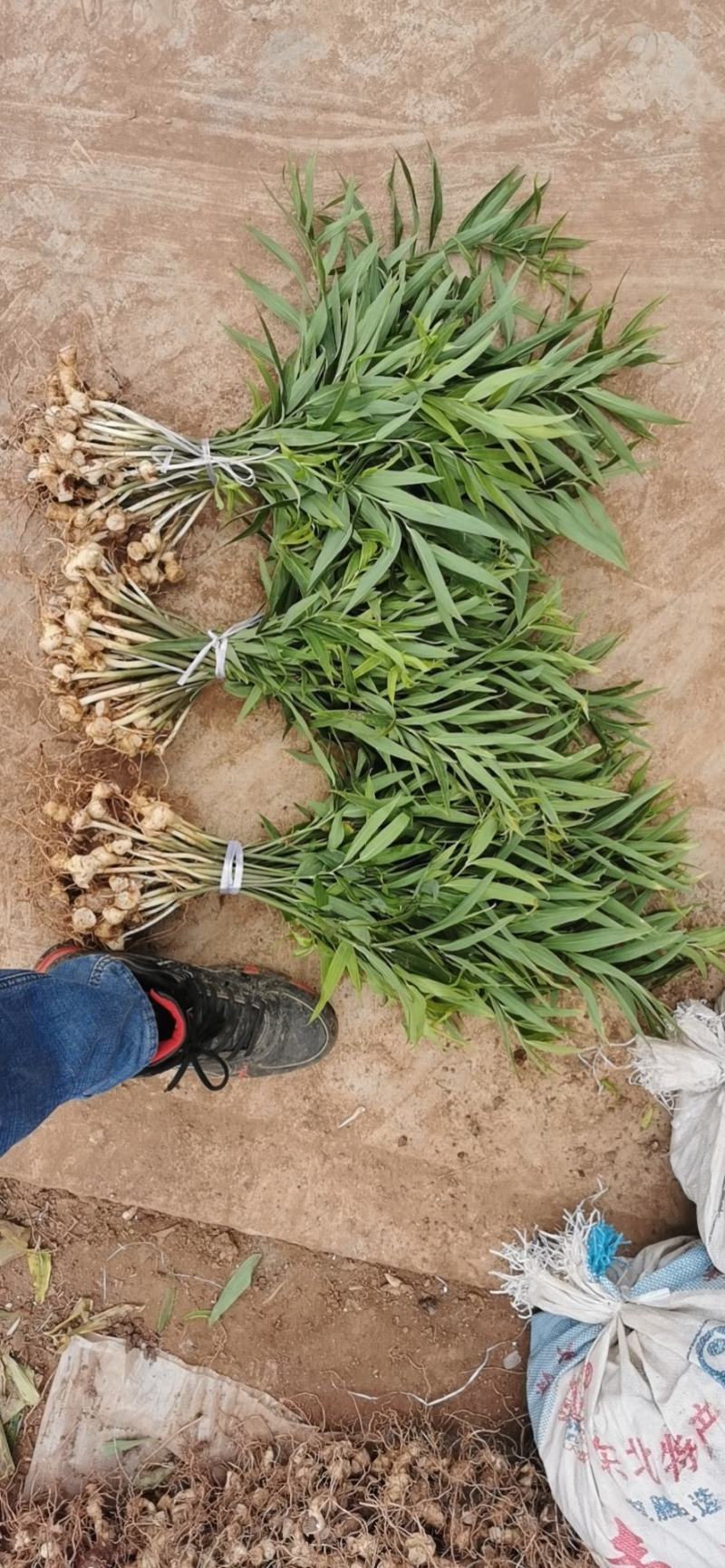 【精品】多花姜型不倒苗黄精籽育苗，量大从优，基地直供
