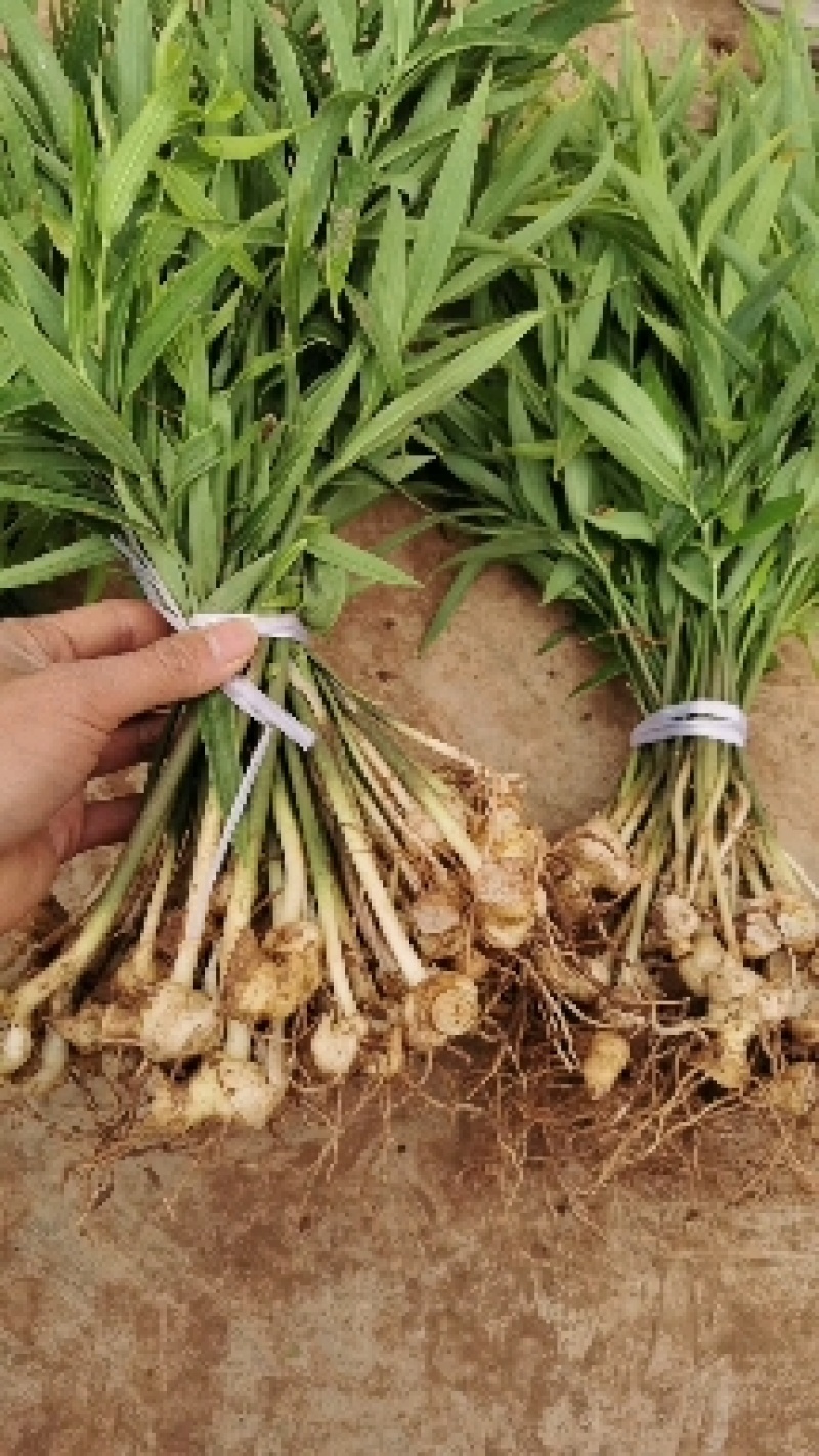 【精品】多花姜型不倒苗黄精籽育苗，量大从优，基地直供