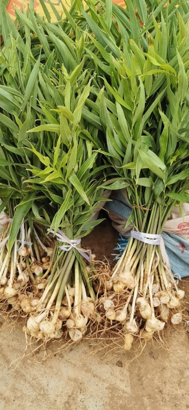 【精品】多花姜型不倒苗黄精籽育苗，量大从优，基地直供