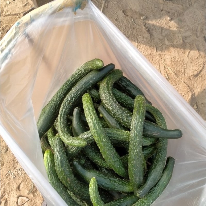 山东次品黄瓜黄瓜扭18公分以下干花带刺货源充足