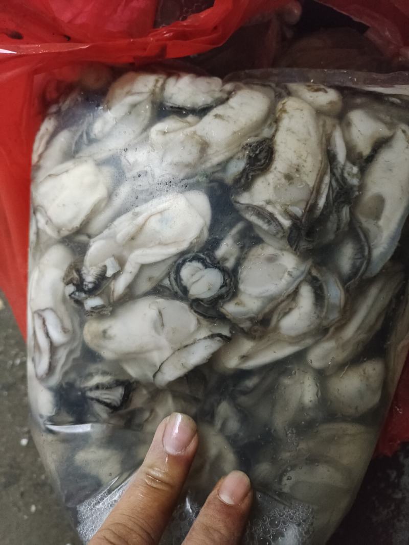精品生蚝