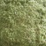 青贮料草种，甜象草，巨菌草，欢迎新老客户前来购买，