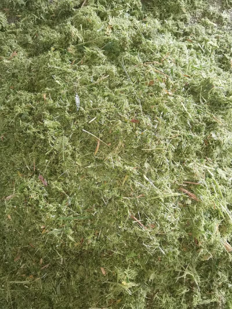 青贮料草种，甜象草，巨菌草，欢迎新老客户前来购买，