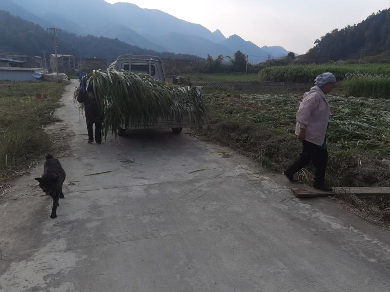 青贮料草种，甜象草，巨菌草，欢迎新老客户前来购买，