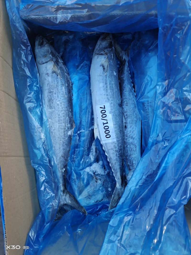 燕尾鲅鱼船冻及时4两到3斤都有一手货源厂家直供可视频看货