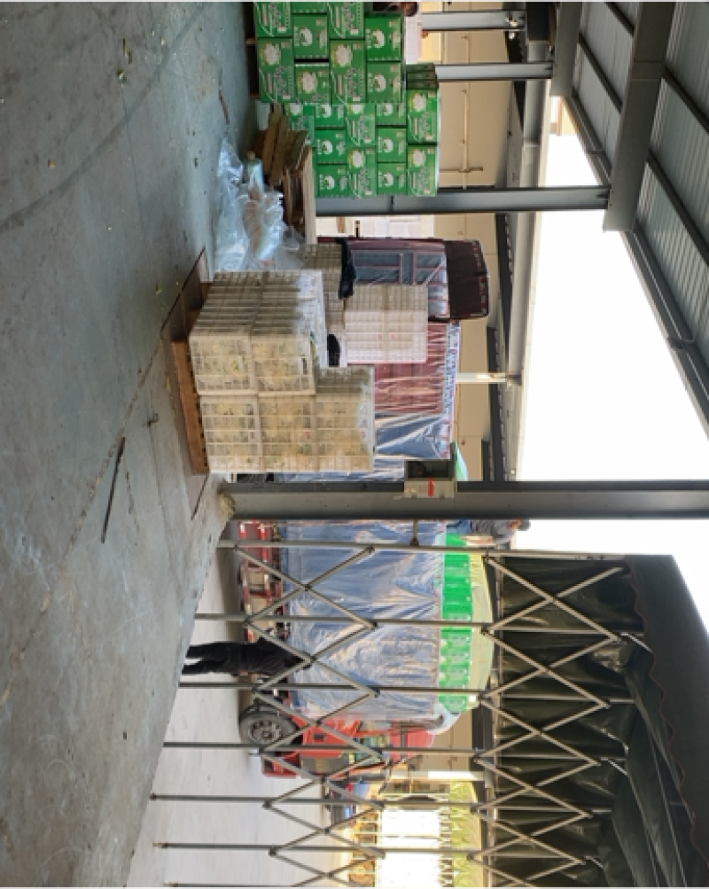 【牛商】新鲜青梗菜花散花菜蔬菜甘蓝现摘现发品质好有机花菜