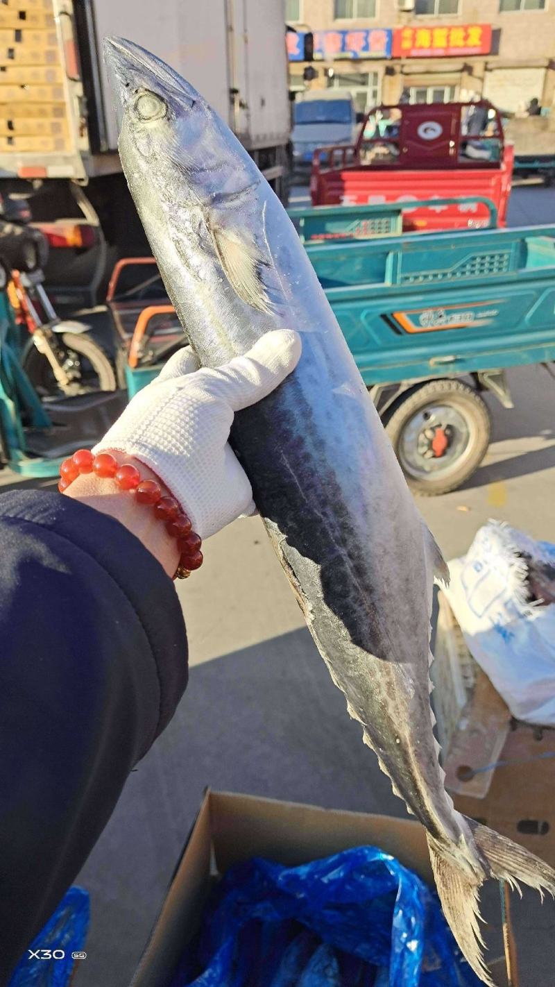 燕尾鲅鱼船冻及时4两到3斤都有一手货源厂家直供可视频看货